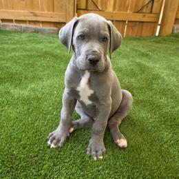 Bentley - Blue male Great Dane puppy in Kannapolis, North Carolina from Carolina Great Danes & Toy Poodles