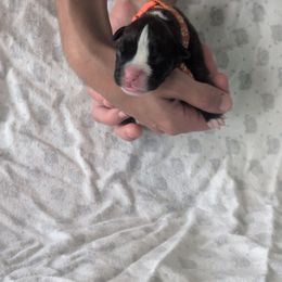Rayna - Brindle female Boxer puppy in New Holland, Pennsylvania from Shady Rill puppies