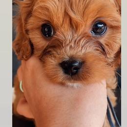 Wave - Red male Cavapoo puppy in Van Alstyne, Texas from Home Grown Puppies