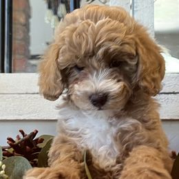 Girl 3 - Apricot Goldendoodle puppy in Minersville, Utah from Legend Pups