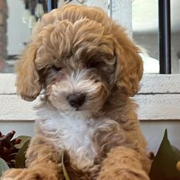 Girl 3 - Apricot Goldendoodle puppy in Minersville, Utah from Legend Pups