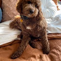 Irish Doodle Puppies from Morningside Doodles