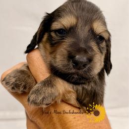 Shaded cream - Cream male Dachshund puppy in Polk County, Florida from Jessi’s Mini Dachshunds
