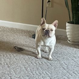 French Bulldogs from The Chipper Frenchie