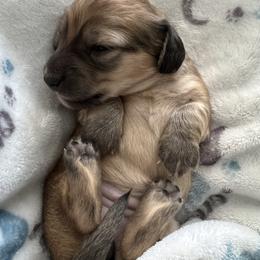 Ivy - Cream female Dachshund puppy in Wisconsin from Lake Country Dachshunds