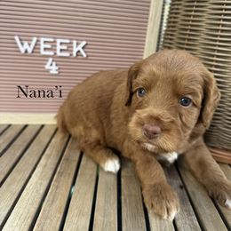 Nana'i - Caramel red female Australian Labradoodle puppy in Morgan Hill, California from Loving Labradoodle