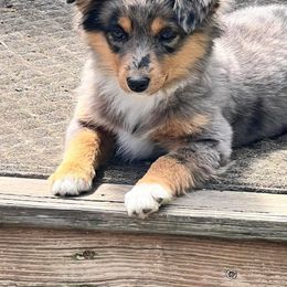 Miniature Australian Shepherd and Toy Australian Shepherd Puppies from Kickapoo Creek Toy & Mini Aussies