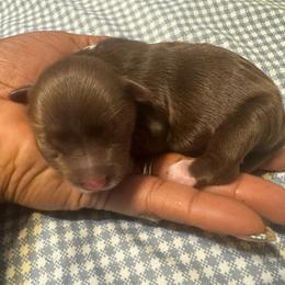 Boy 1 - Chocolate, tan and white male Yorkshire Terrier puppy in Detroit, Michigan from Friends4everkennel LLC