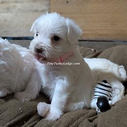 AKC tiny tot pink collar - White female Miniature Schnauzer puppy in Greencastle, Indiana from Tiny Tushy Lodge
