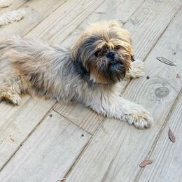 Molly - Shih Tzu