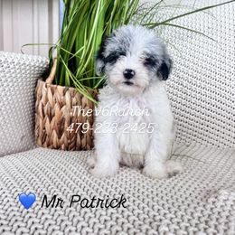Boy 2 - male Sheepadoodle puppy in Sulphur Bluff, Texas from V6 Ranch Dogs