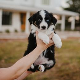 Violet - Black tri-color female Australian Shepherd puppy in Bertram, Texas from Sky to Haven Aussies