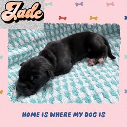 Jade - Black and white female Great Dane puppy in Gonzales, Louisiana from Anstatt House Of Danes