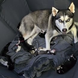 Siberian Husky puppies from Wild and Wonderful Siberian Huskies