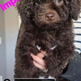 Impala - Brown and white female Aussiedoodle puppy in Loveland, Colorado from A&L Ranch Aussiedoodles