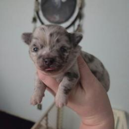 Jason - Merle male Chihuahua puppy in Ashtabula, Ohio from Paw's & Awe's Chihuahuas