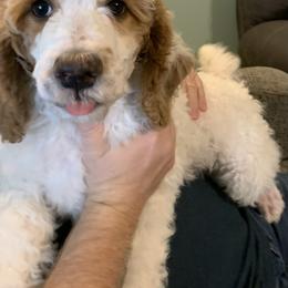Poodle Puppies from Sunflower Poodles