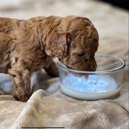 Labradoodle and Poodle Puppies from Nacadoodles