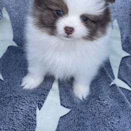 Pomeranian Puppies from Kerrie’s Pomeranian