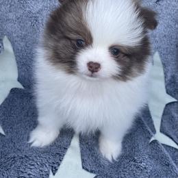 Pomeranian Puppies from Kerrie’s Pomeranian