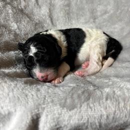 Champion - Parti female Poodle puppy in Elkin, North Carolina from Poodle and Doodle Haven