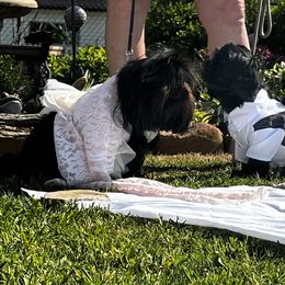 Shih Tzus from Denise Roach