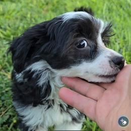 Hailey Long Star Angel - Black and white female Chinese Crested puppy in Amarillo, Texas from Victoria's Chinese Cresteds Long Star Angels