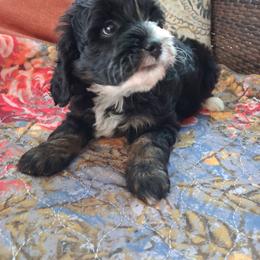 Dijon 15 lbs - Tri-color male Bernedoodle puppy in Clermont, Florida from Sammy's Puppies