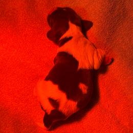 Girl 1 - Liver and white female Brittany puppy in Stillwater, Oklahoma from Kennel de Fowler