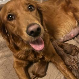Girl 1 - Dark golden female Golden Retriever puppy in Lebanon, Oregon from Dark Goldens on Hilltop