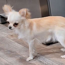 Dixie - Chihuahua