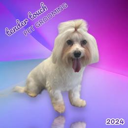 Oliver - Coton de Tulear