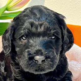 Australian Labradoodle Puppies from Lake Bay Labradoodles