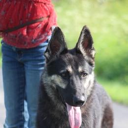 Fay - Black and tan female German Shepherd puppy in Upland, Indiana from Pinegrove German Shepherds