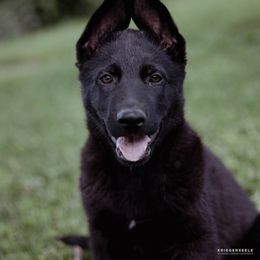 Berger Blanc Suisse and German Shepherd Puppies from Fireside Fernweh