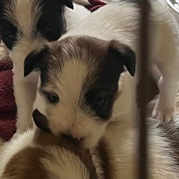 Russell Terrier Puppies from Hawk’s Nest Kennels