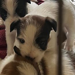 Russell Terrier Puppies from Hawk’s Nest Kennels