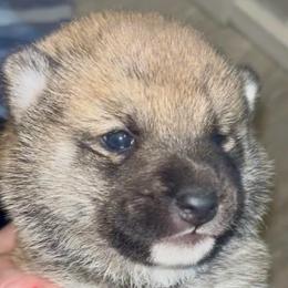 MameShiba AKC Japan-Korea parents - Red male Shiba Inu puppy in Clewiston, Florida from Animal Farm Shiba Inus & Mameshibas