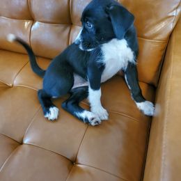 Xoloitzcuintli Puppies from Xoloitzcuintli Companions