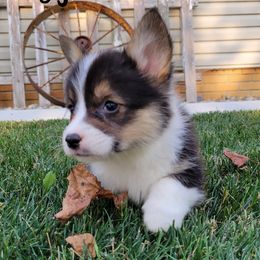 Pembroke Welsh Corgi and Poodle Puppies from Windy Willows