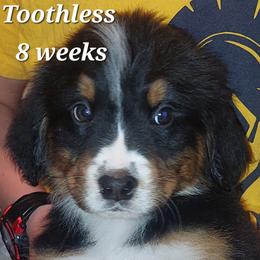 Toothless - Tri-color male Bernese Mountain Dog puppy in Shawnee, Oklahoma from Little House
