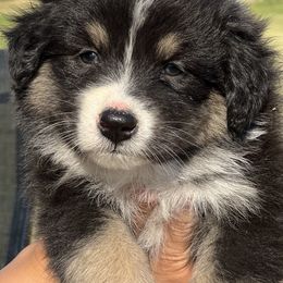 Australian Shepherd and Border Collie Puppies from Smothermon Livestock