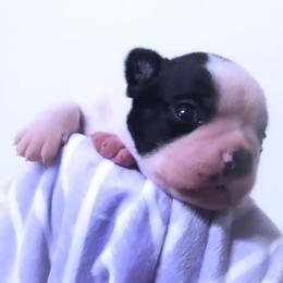 Baby Sonny - Black and white male Boston Terrier puppy in Kingsport, Tennessee from Sleepwalker Bostons