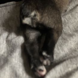 Miniature Schnauzer and Poodle Puppies from Bits & Bytes Farm