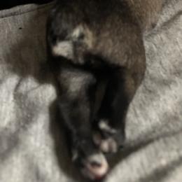 Miniature Schnauzer and Poodle Puppies from Bits & Bytes Farm