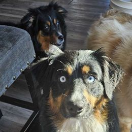 Luna - Miniature Australian Shepherd