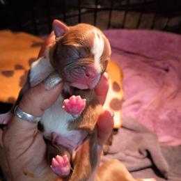 Big Red Boy - Red male Boston Terrier puppy in Hamilton, Montana from Reds Studio
