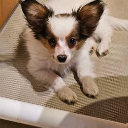 Papillon Puppies from Avenant Papillons