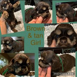 Cocker Spaniel Puppies from Richards' Cocker Kennel