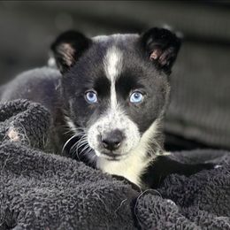 Helly - Black and white female Pomsky puppy in Omaha, Nebraska from Wolfpack Pomskies